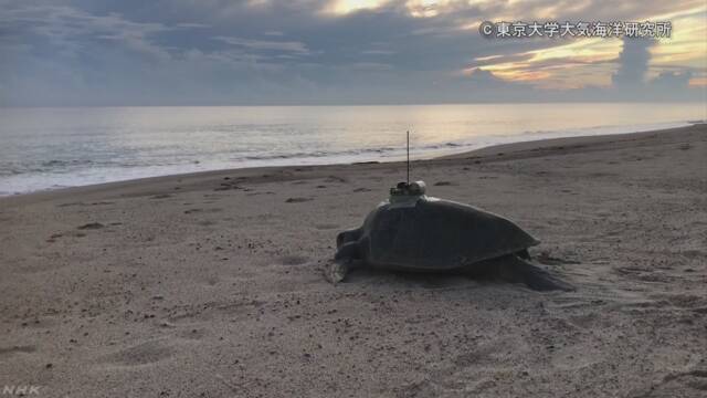 Japon Araştırmacılar Okyanus Sıcaklık Değişimlerini Tahmin Etmek İçin Deniz Kaplumbağalarını Kullanıyor