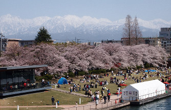 Toyama Eyaletinden parklarda kiraz çiçeği izleme etkinlikleri için kısıtlama talebi