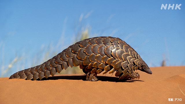 Pangolinlerde yeni koronavirüs benzeri bir virüs keşfedildi