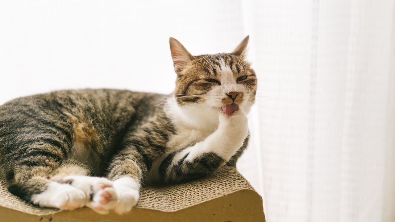 Japonya’nın favori kedisi: Scottish Fold